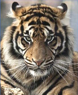 Renforcement du système immunitaire